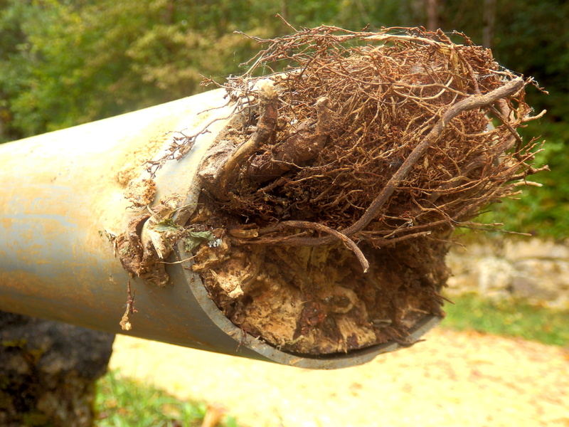 tree-roots-common-plumbing-threat