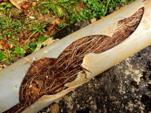 need-sewer-line-repair-signs