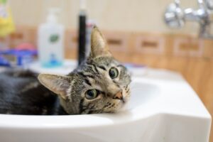 tabby-cat-lies-in-a-bathroom-sink